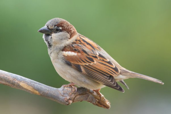 The Majestic and Endangered National Bird of Italy - ItalianNotebook ...